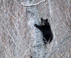 The Alaskan bear necessities: One commissary peach The Alaskan bear necessities: One commissary peach