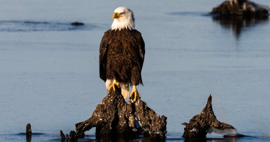 Trump administration weakens protections for threatened animal species Trump administration weakens protections for threatened animal species