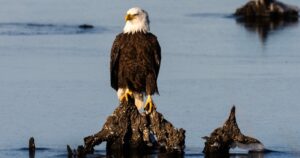 Trump administration weakens protections for threatened animal species